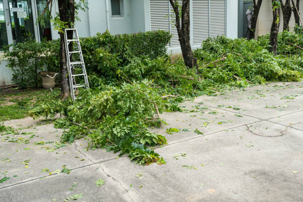 The Steps Involved in Our Tree Care Process in Enetai, WA